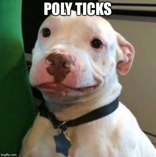 Awkward Dog | POLY TICKS | image tagged in awkward dog | made w/ Imgflip meme maker
