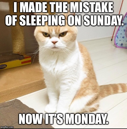 Sleep on Sunday Meme | I MADE THE MISTAKE OF SLEEPING ON SUNDAY. NOW IT’S MONDAY. | image tagged in grumpy cat,monday mornings,face,cat,tired,monday | made w/ Imgflip meme maker