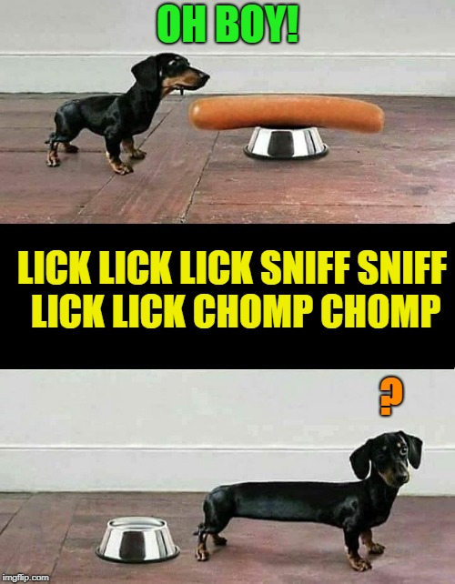 wiener dog eats hot dog | OH BOY! LICK LICK LICK SNIFF SNIFF LICK LICK CHOMP CHOMP; ? | image tagged in wiener,dog,funny | made w/ Imgflip meme maker
