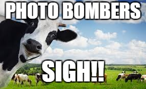 PHOTO BOMBERS; SIGH!! | image tagged in close up | made w/ Imgflip meme maker