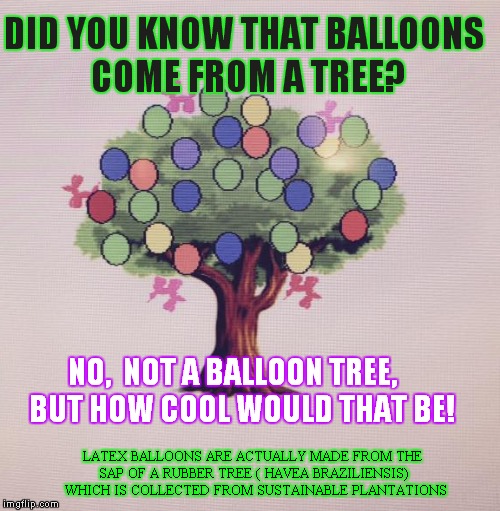 balloons come from a tree | DID YOU KNOW THAT BALLOONS COME FROM A TREE? NO,  NOT A BALLOON TREE,    BUT HOW COOL WOULD THAT BE! LATEX BALLOONS ARE ACTUALLY MADE FROM THE SAP OF A RUBBER TREE ( HAVEA BRAZILIENSIS)  WHICH IS COLLECTED FROM SUSTAINABLE PLANTATIONS | image tagged in balloons,balloon,environment,biodegrade,lates | made w/ Imgflip meme maker