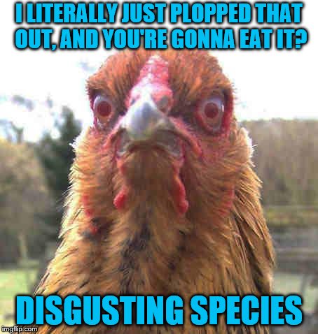 Chicken Week, April 2-8, a JBmemegeek & giveuahint event! | I LITERALLY JUST PLOPPED THAT OUT, AND YOU'RE GONNA EAT IT? DISGUSTING SPECIES | image tagged in revenge chicken,memes,chicken week,jbmemegeek,giveuahint,theme week stream | made w/ Imgflip meme maker