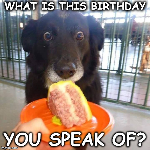 WHAT IS THIS BIRTHDAY; YOU SPEAK OF? | image tagged in dog3 | made w/ Imgflip meme maker