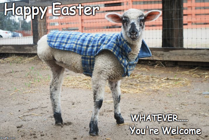 Lamb missing leg | Happy Easter; You're Welcome; WHATEVER..... | image tagged in lamb,easter,happy easter | made w/ Imgflip meme maker