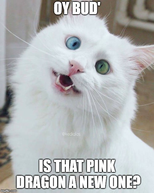 Cat on catnip | OY BUD'; IS THAT PINK DRAGON A NEW ONE? | image tagged in cat on catnip | made w/ Imgflip meme maker