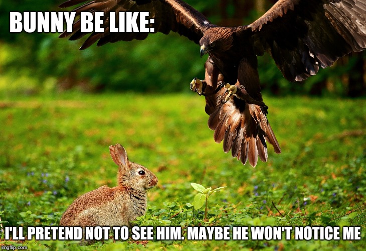 BUNNY BE LIKE:; I'LL PRETEND NOT TO SEE HIM. MAYBE HE WON'T NOTICE ME | made w/ Imgflip meme maker