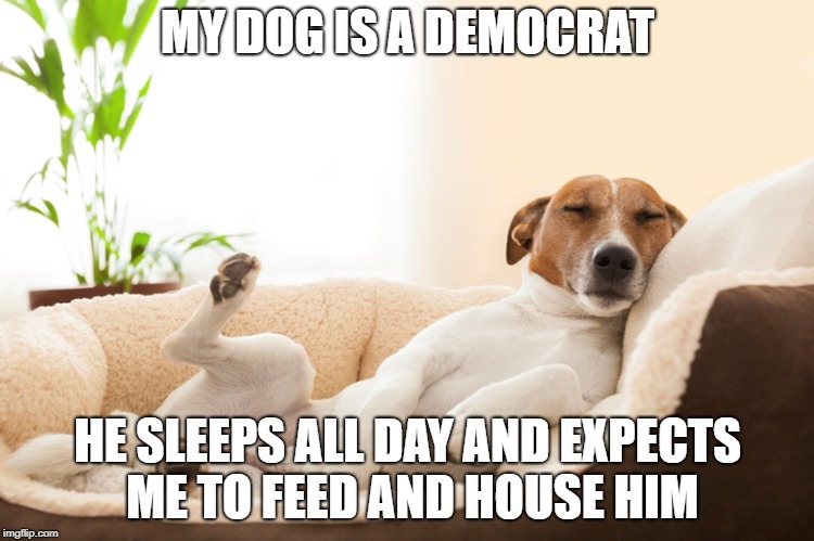 sleeping dog | MY DOG IS A DEMOCRAT; HE SLEEPS ALL DAY AND EXPECTS ME TO FEED AND HOUSE HIM | image tagged in sleeping dog | made w/ Imgflip meme maker