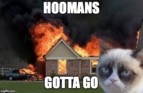 Burn Kitty | HOOMANS; GOTTA GO | image tagged in memes,burn kitty,grumpy cat | made w/ Imgflip meme maker