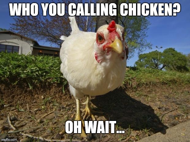 Chicken Week, April 2-8, a JBmemegeek & giveuahint event | WHO YOU CALLING CHICKEN? OH WAIT... | image tagged in chickens,chicken week,jbmemegeek,giveuahint | made w/ Imgflip meme maker