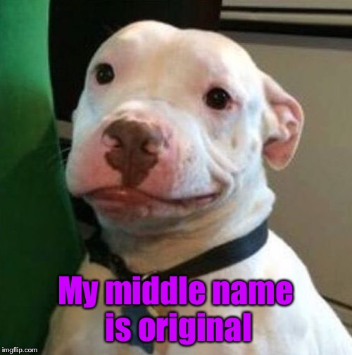 Awkward Dog | My middle name is original | image tagged in awkward dog | made w/ Imgflip meme maker