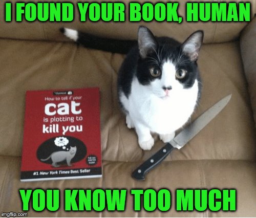 Cats Imgflip