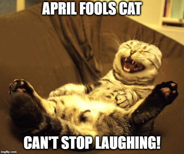 April fools cat | APRIL FOOLS CAT; CAN'T STOP LAUGHING! | image tagged in cat,cats,funny cats,funny memes,april fools | made w/ Imgflip meme maker