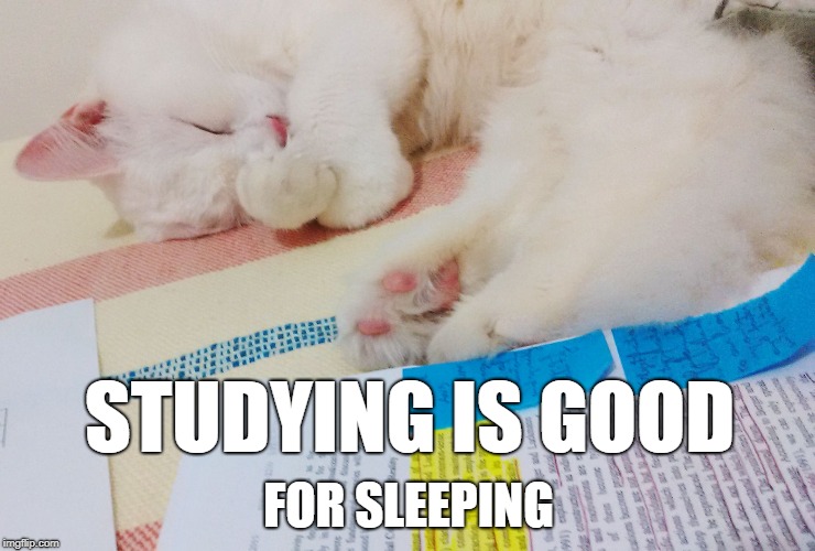 STUDYING IS GOOD; FOR SLEEPING | image tagged in studycat,cat,study,sleep,sleeping | made w/ Imgflip meme maker