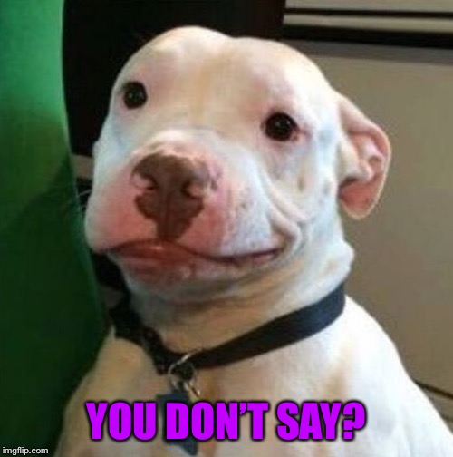 Awkward Dog | YOU DON’T SAY? | image tagged in awkward dog | made w/ Imgflip meme maker