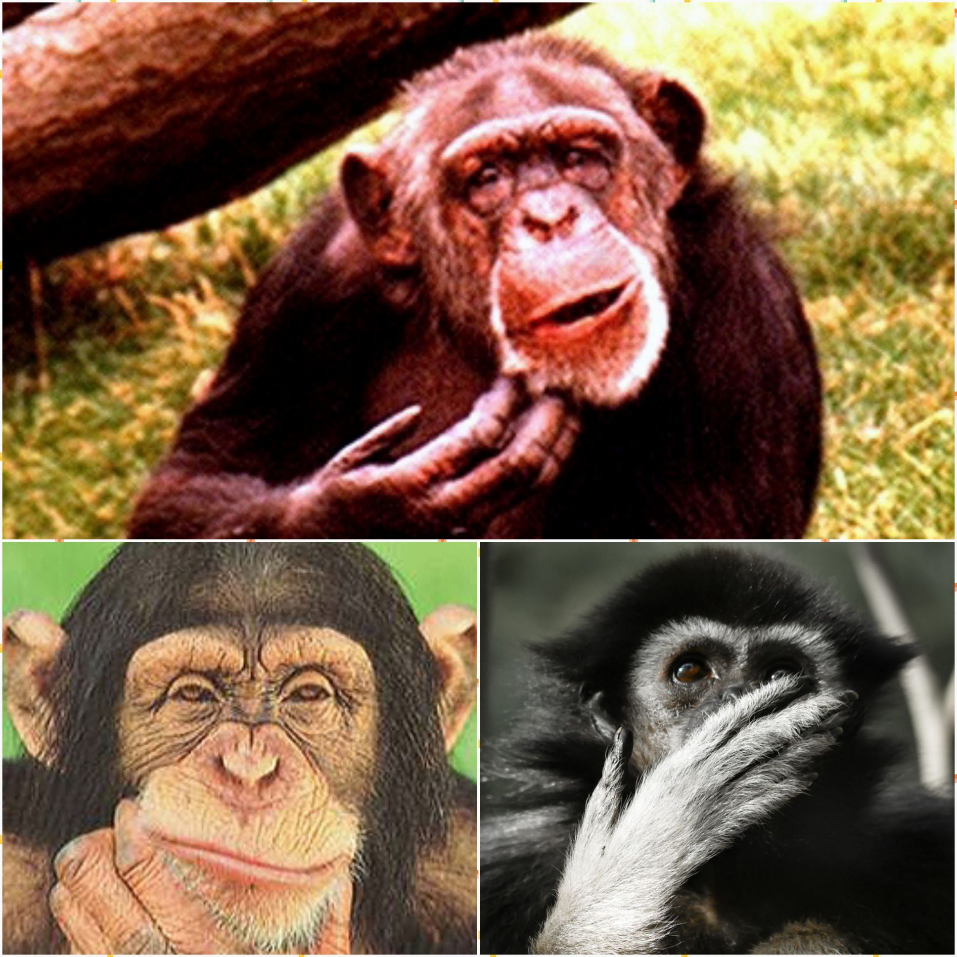 Monkeys Blank Meme Template