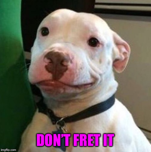 Awkward Dog | DON’T FRET IT | image tagged in awkward dog | made w/ Imgflip meme maker