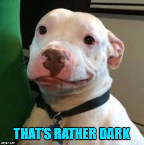 Awkward Dog | THAT’S RATHER DARK | image tagged in awkward dog | made w/ Imgflip meme maker