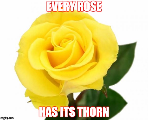 Yellow Rose of Friendship | EVERY ROSE; HAS ITS THORN | image tagged in yellow rose of friendship | made w/ Imgflip meme maker
