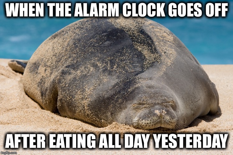WHEN THE ALARM CLOCK GOES OFF; AFTER EATING ALL DAY YESTERDAY | image tagged in memes,funny,monday mornings,monday,stuffed animal | made w/ Imgflip meme maker