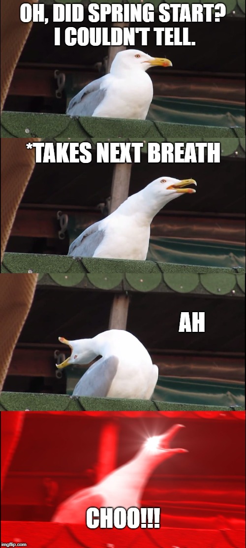 Inhaling Seagull Meme | OH, DID SPRING START? I COULDN'T TELL. *TAKES NEXT BREATH; AH; CHOO!!! | image tagged in memes,inhaling seagull | made w/ Imgflip meme maker