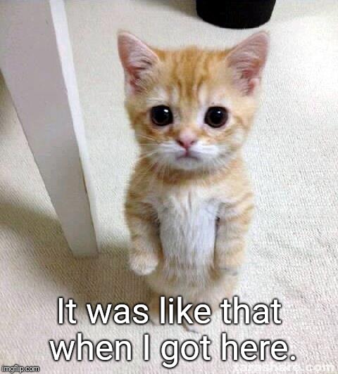 Cute Cat Meme | It was like that when I got here. | image tagged in memes,cute cat | made w/ Imgflip meme maker