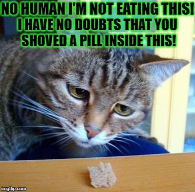 NO HUMAN I'M NOT EATING THIS! I HAVE NO DOUBTS THAT YOU SHOVED A PILL INSIDE THIS! | image tagged in too smart | made w/ Imgflip meme maker