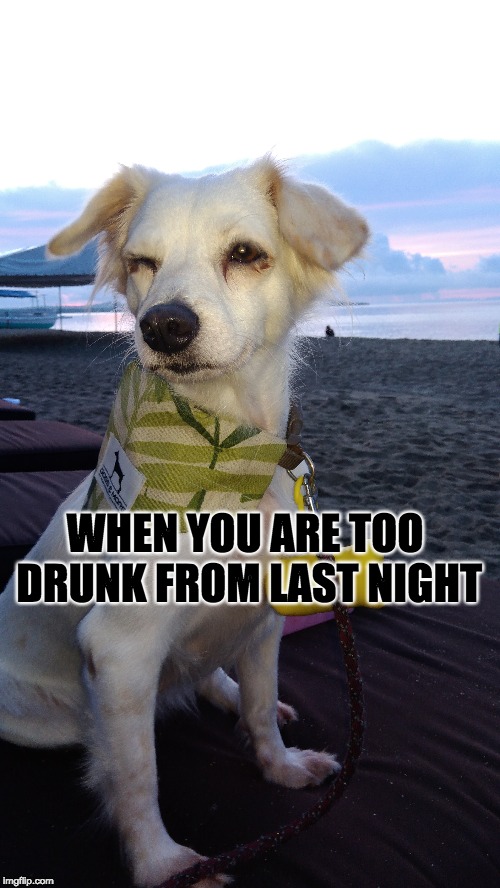 Too drunk | WHEN YOU ARE TOO DRUNK FROM LAST NIGHT | image tagged in drunk,hangover,dog,too much fun | made w/ Imgflip meme maker