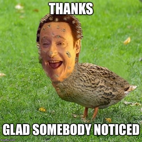 The Data Ducky | THANKS GLAD SOMEBODY NOTICED | image tagged in the data ducky | made w/ Imgflip meme maker