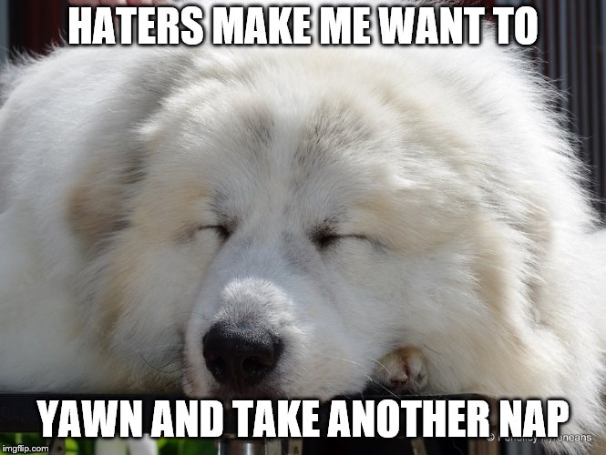 white dog | HATERS MAKE ME WANT TO YAWN AND TAKE ANOTHER NAP | image tagged in white dog | made w/ Imgflip meme maker