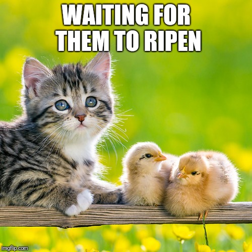 WAITING FOR THEM TO RIPEN | made w/ Imgflip meme maker