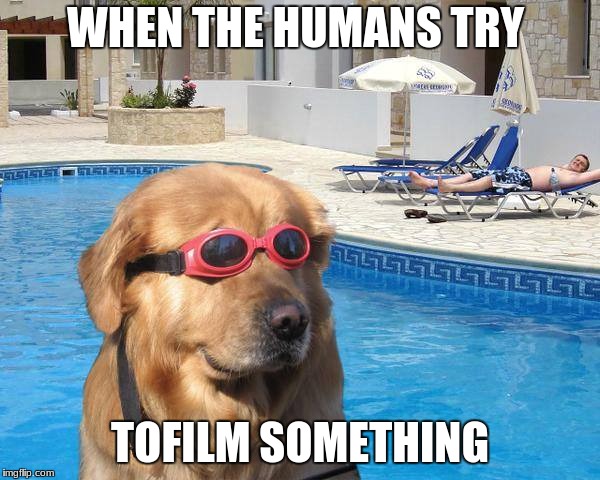 doggo | WHEN THE HUMANS TRY; TOFILM SOMETHING | image tagged in doggo | made w/ Imgflip meme maker