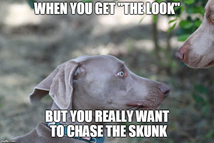 WHEN YOU GET "THE LOOK"; BUT YOU REALLY WANT TO CHASE THE SKUNK | image tagged in the look | made w/ Imgflip meme maker
