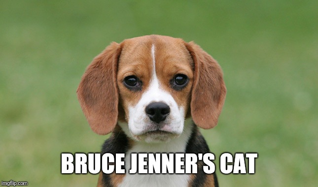 BRUCE JENNER'S CAT | made w/ Imgflip meme maker