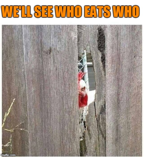 Chicken week. How do you like being hunted? | WE'LL SEE WHO EATS WHO | image tagged in chicken week | made w/ Imgflip meme maker