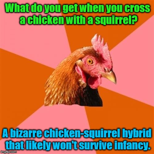 Chicken Week! A JBmemegeek & giveuahint Event April 2-8 | What do you get when you cross a chicken with a squirrel? A bizarre chicken-squirrel hybrid that likely won't survive infancy. | image tagged in memes,anti joke chicken,chicken,squirrel,chicken week | made w/ Imgflip meme maker