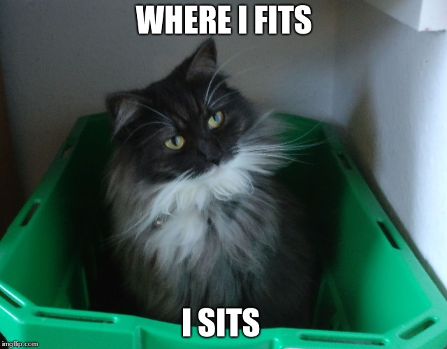 Cat in laundry basket | WHERE I FITS; I SITS | image tagged in cat in laundry basket | made w/ Imgflip meme maker
