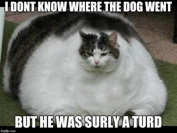 fat cat 2 | I DONT KNOW WHERE THE DOG WENT; BUT HE WAS SURLY A TURD | image tagged in fat cat 2 | made w/ Imgflip meme maker