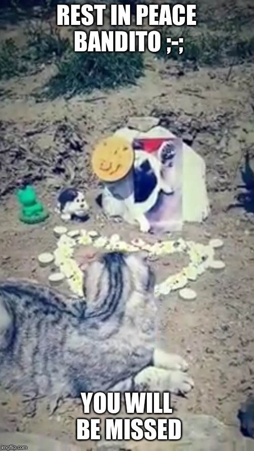 This is from a Facebook video from the account of Pugandcat. Just found out Bandito the pug died :( | REST IN PEACE BANDITO ;-;; YOU WILL BE MISSED | image tagged in news | made w/ Imgflip meme maker