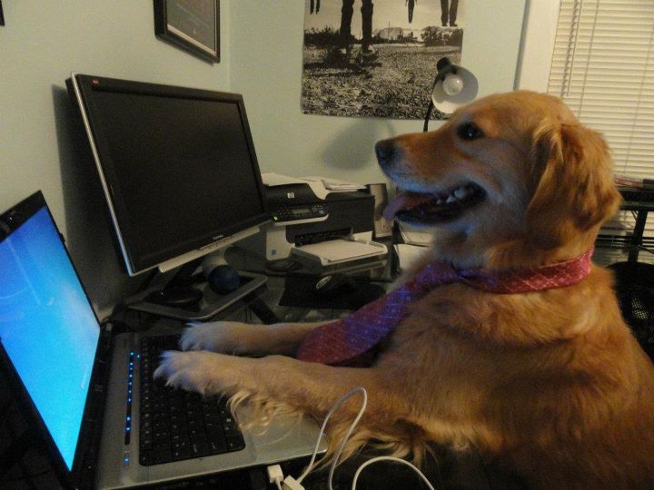 High Quality computer dog Blank Meme Template