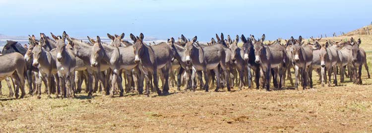 Herd of Asses Blank Meme Template