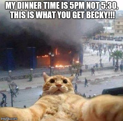 This is what you get | MY DINNER TIME IS 5PM NOT 5:30, THIS IS WHAT YOU GET BECKY!!! | image tagged in angry cat | made w/ Imgflip meme maker
