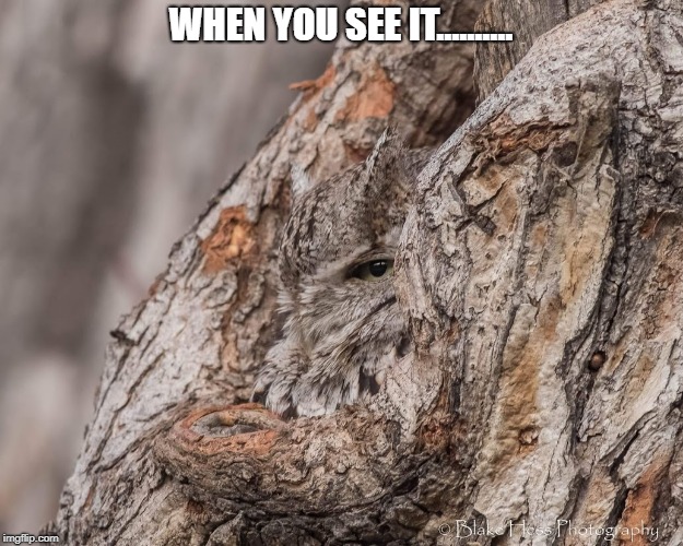 WHEN YOU SEE IT.......... | image tagged in wow,cool,search it,amazing | made w/ Imgflip meme maker
