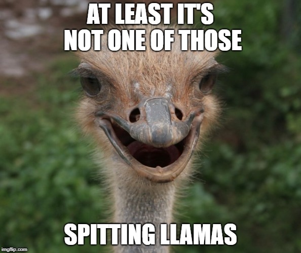 AT LEAST IT'S NOT ONE OF THOSE SPITTING LLAMAS | made w/ Imgflip meme maker