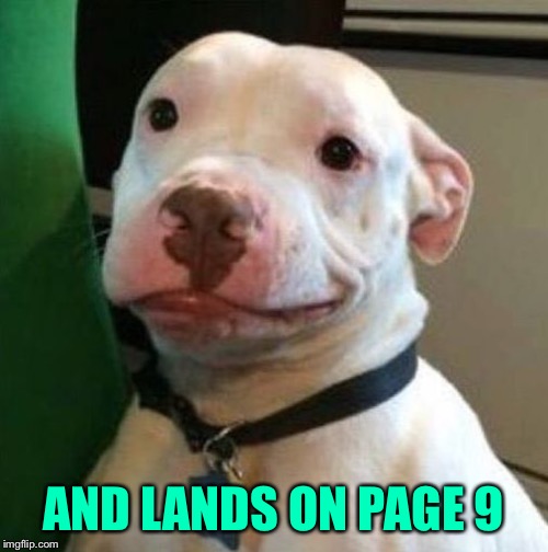 Awkward Dog | AND LANDS ON PAGE 9 | image tagged in awkward dog | made w/ Imgflip meme maker