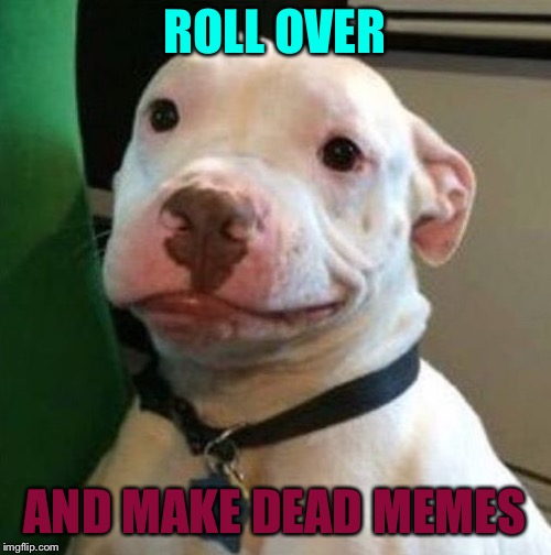 Awkward Dog | ROLL OVER AND MAKE DEAD MEMES | image tagged in awkward dog | made w/ Imgflip meme maker