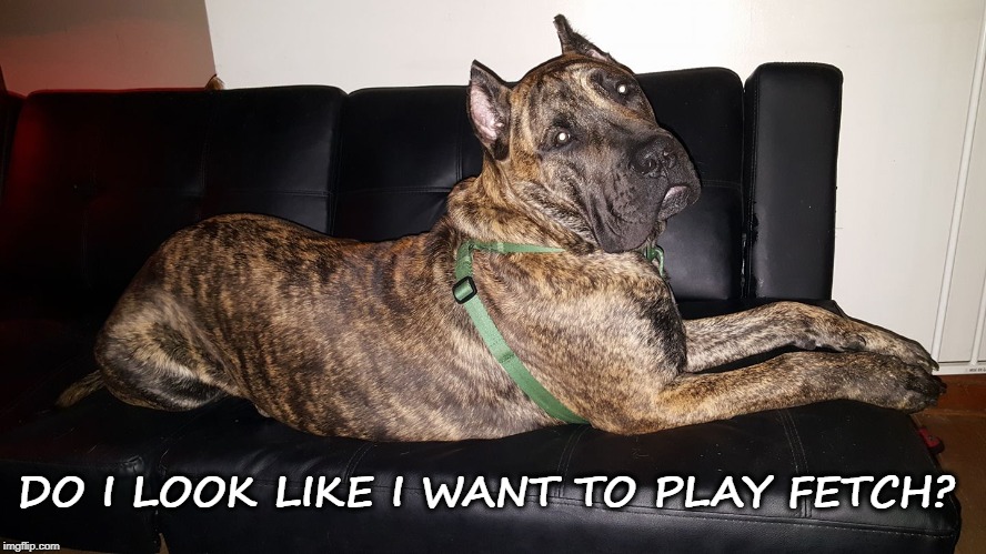 Play Fetch? | DO I LOOK LIKE I WANT TO PLAY FETCH? | image tagged in funny animal meme,funny animals,dogs | made w/ Imgflip meme maker