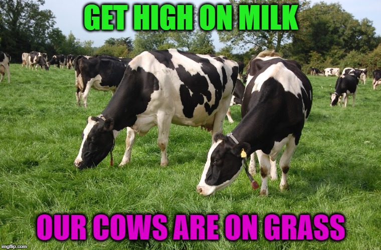 All we have we owe to udders | GET HIGH ON MILK; OUR COWS ARE ON GRASS | image tagged in memes,funny,cows,milk,farm,breastfeeding | made w/ Imgflip meme maker