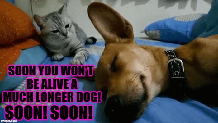 SOON YOU WON'T BE ALIVE A MUCH LONGER DOG! SOON! SOON! | image tagged in soon | made w/ Imgflip meme maker
