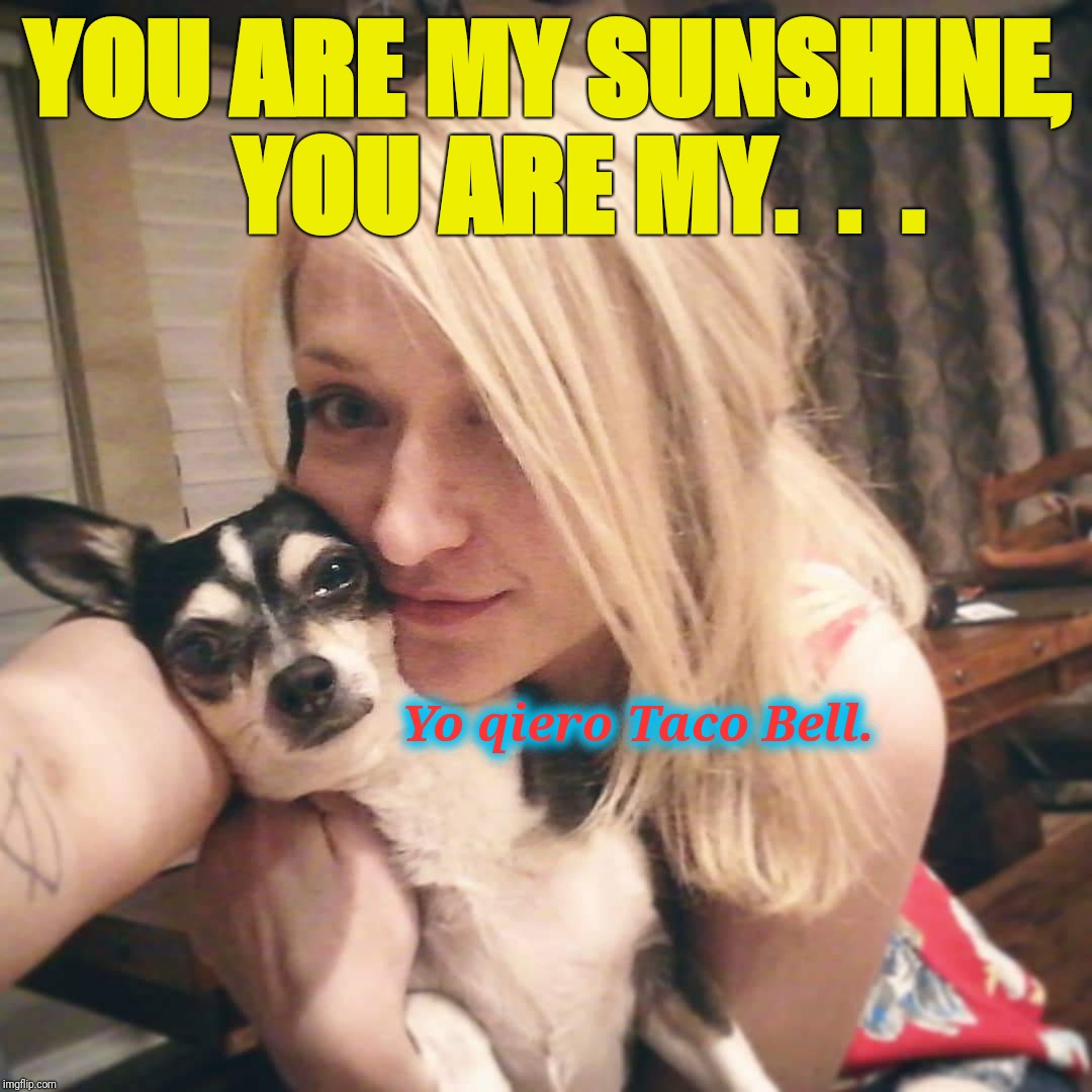 Sunshine & Taco | YOU ARE MY SUNSHINE, 
 YOU ARE MY.  .  . Yo qiero Taco Bell. | image tagged in dogs,taco bell,yo qiero,funny memes,hot girl | made w/ Imgflip meme maker