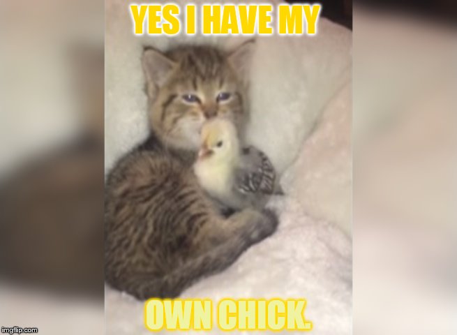 YES I HAVE MY OWN CHICK. | made w/ Imgflip meme maker